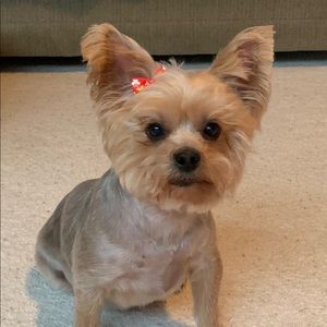 Meet your Posher, Aiwen